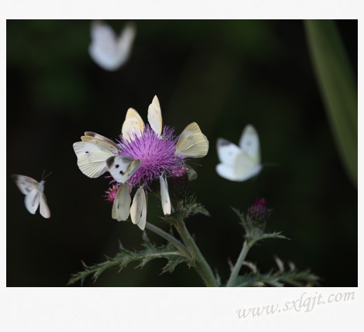 amjs澳金沙门线路(中国)有限公司首页